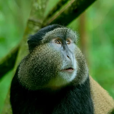 Photographer Captures Tearful Monkey At Yishun Park, Images Move  Sympathetic Humans