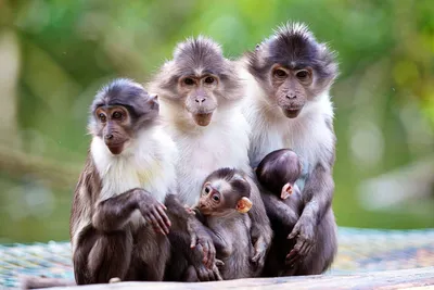 Monkey Fight | Young monkeys play fighting. Corbett National… | Flickr