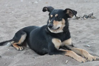 Собака дворняга на пляже черного моря | Дворняга, Котопес, Животные