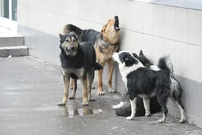 Красивый щенок-дворняга — купить в Красноярске. Собаки, щенки на  интернет-аукционе Au.ru