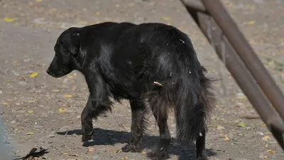 Кликните для закрытия картинки, нажмите и удерживайте для перемещения |  Черные собаки, Собаки, Черные немецкие овчарки