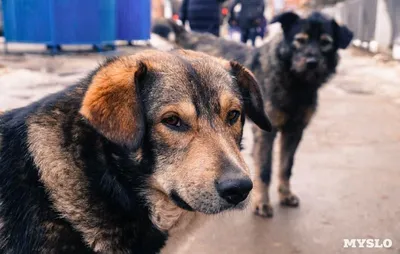 Дворняги, метисы и породистые собаки. Все они нуждаются в тёплом доме во  время холодов | СП - Новости Бельцы Молдова