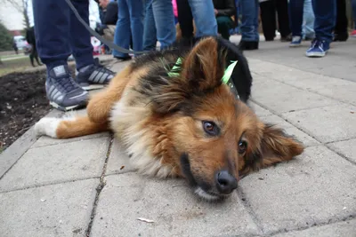 Дворняги, дворяне, двортерьеры: 30 фото самых потрясающих уличных собак –  Фотогалерея, фото 8 - MySlo.ru