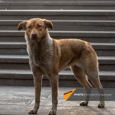 Собака дворняга: Бесплатно - Собаки Алматы на Olx