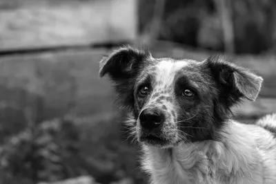 Дворняжка или породистая собака: кто лучше? | Pet7.ru