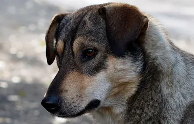 Отважные дворняги: в Коми собачья стая отбила домашнего пса от волков -  KP.RU