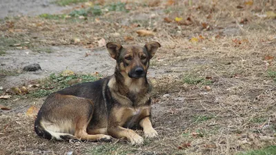 Бродячие собаки покусали петербурженку возле Обухово