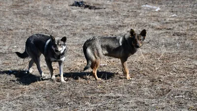 Бездомные собаки укусили еще двух несовершеннолетних | 30.03.2023 | Саратов  - БезФормата