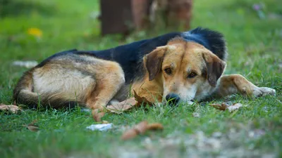 В Госдуме прокомментировали проект об усыплении бездомных собак - РИА  Новости, 25.04.2023