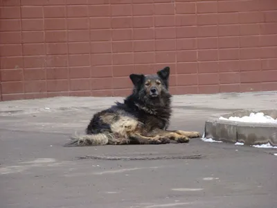 С 1 марта в России вступят в силу новые правила защиты людей от бездомных  собак | Ветеринария и жизнь