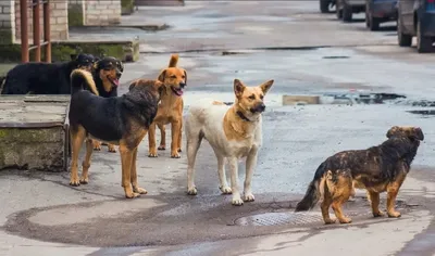 Сити-менеджер Читы: к 1 сентября в периметре всех школ будут отловлены  бродячие собаки