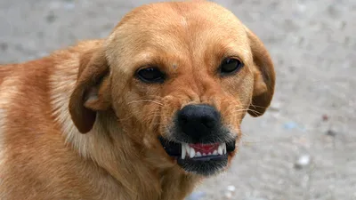 Держат людей в страхе: бродячие собаки нападают на жителей Атырау