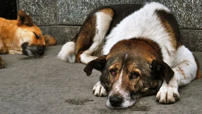 Бездомные Собаки: последние новости на сегодня, самые свежие сведения |  Chita.ru - новости Читы