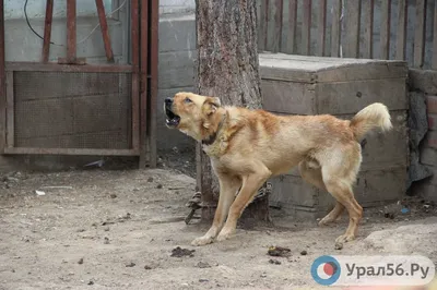 В Саратове бродячие собаки покусали еще двух детей | Новости Саратова и  области — Информационное агентство \"Взгляд-инфо\"