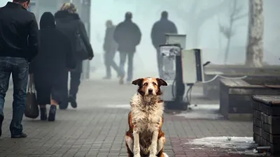Откуда берутся бездомные собаки и кошки? 3 главные причины - Питомцы Mail.ru