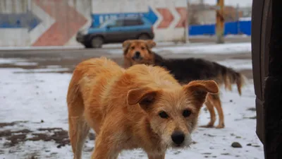 С кем судиться: бездомные собаки разгромили автомобиль во дворе Хабаровска  (ФОТО) — Новости Хабаровска