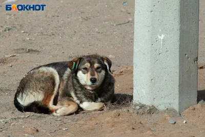 Бродячие собаки гибнут в ловушках из-за халатности служб отлова