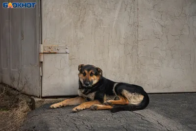 В Ярково родителям, чьих детей покусали бездомные собаки, выплатили по 50  тысяч рублей | Вслух.ru
