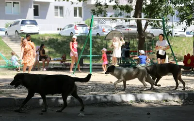 P4273562 | Бездомные собаки | Фотобанк Moscow-Live | Flickr