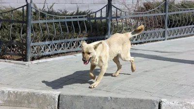 На улицах Астрахани появились зеленые бродячие собаки | АРБУЗ