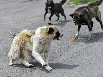 Отстрел и стерилизация не работают: бездомные собаки стали главными  хищниками России - KP.RU