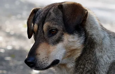 Какой породы ваша собака? Чистокровный Двортерьер! — Газета Республика  Армения