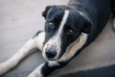 После стрижки дворняжки меняются на глазах!»: Как кинолог преобразила собаку  с приюта