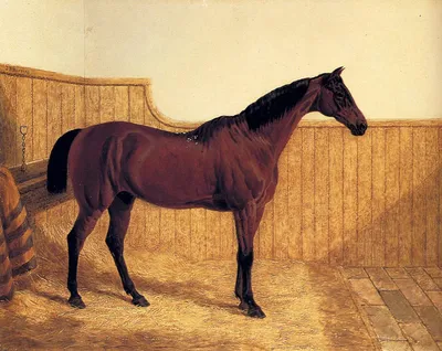 Знаменитая рысистая лошадь -Конфиденс-, запряженная в двуколку (картина) —  Джон Фредерик Херринг