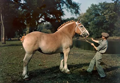 Лошадь, мотоциклы и погоня. Киану Ривз на съемках «Джон Уик 3» Холли Берри  Киану Ривз .