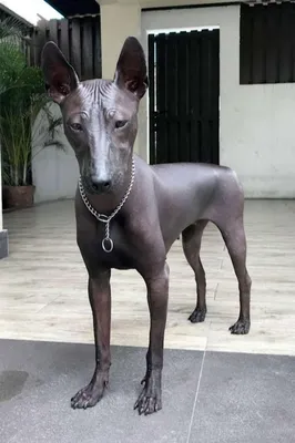 Египетская собака голубого окраса в …» — создано в Шедевруме