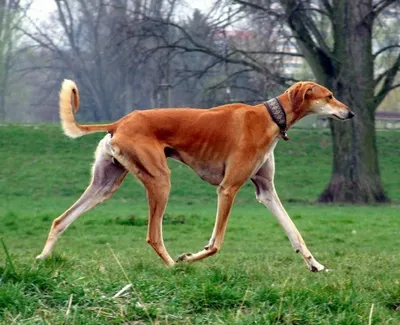 Порода собак анубис (45 фото) - картинки sobakovod.club
