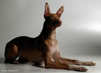 Египетская собака голубого окраса в …» — создано в Шедевруме