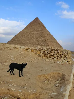 Группа Фараонова Собака Собак — стоковые фотографии и другие картинки Египет  - Египет, Культура Египта, Собака - iStock