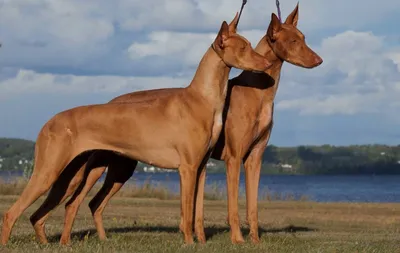Фараонова собака: все о собаке, фото, описание породы, характер, цена