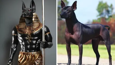 Фараонова собака — Википедия