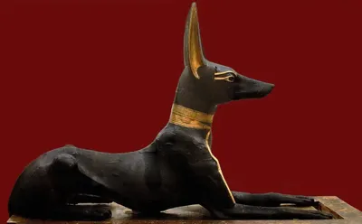 Порода собак древняя египетская - 64 фото