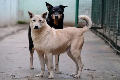 Пикабу - Одна из самых дорогих собак в мире, наследие египетских царей с  историей в 5000 лет и супер-элитная порода на самом деле... пустышка? Как  получилось, что все вокруг считают фараоновых собак