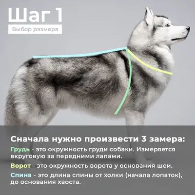 В Орле участились нападения бездомных собак на горожан - Российская газета