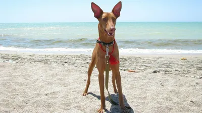 Чирнеко дель Этна собака: фото, характер, описание породы