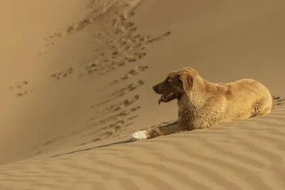 Египетская летучая собака - Сайт государственного учреждения Тульской  области «Тульский областной экзотариум»