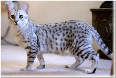 Порода кошек египетская мау, фото, характер, цены на котят, где купить |  Кошки - кто они?