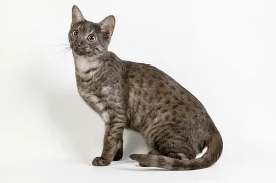 Египетская мау - характер кошки, описание породы, цена котят, клички,  содержание и уход.