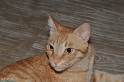Египетская кошка мау | Домашние питомцы | Дзен