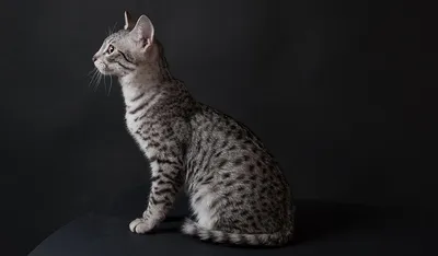 Египетский кот с серьгой» — создано в Шедевруме