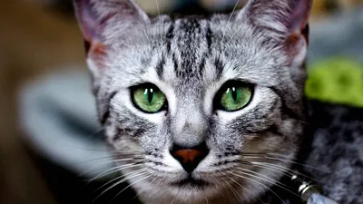 Новый год и Сфинкс: Как египетский кот попал в приключение и встретился с  профессором Котом» — создано в Шедевруме