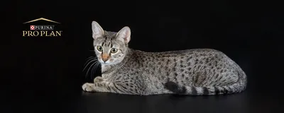 Природа и животные - Египетский кот Мау 4, NATURE_520 | 3D модель для ЧПУ  станка