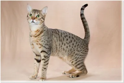 Египетская мау описание породы, характер и история кошки