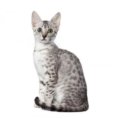 Египетская порода кошек мау - 62 фото