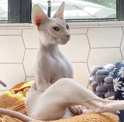 Египетский кот сфинкс татуированный …» — создано в Шедевруме