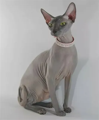 Египетский сфинкс кошка - картинки и фото koshka.top